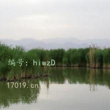 ڲ